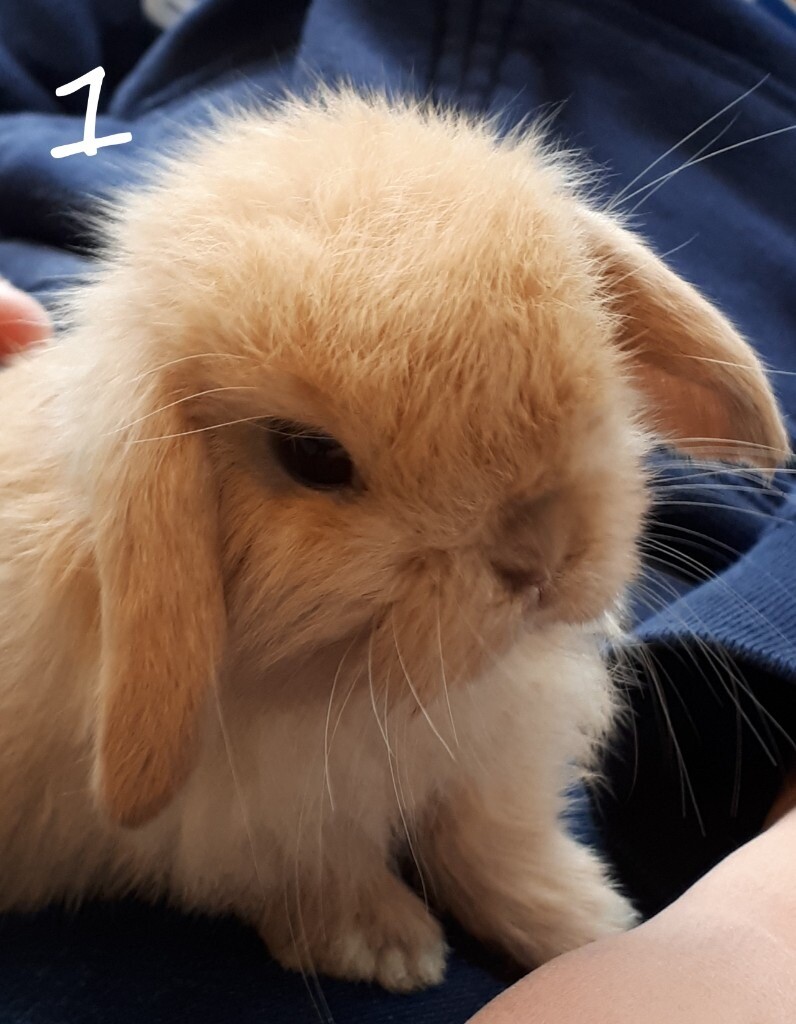 Adorable Baby Mini Lop Rabbits for Sale in Ringwood, Hampshire Gumtree