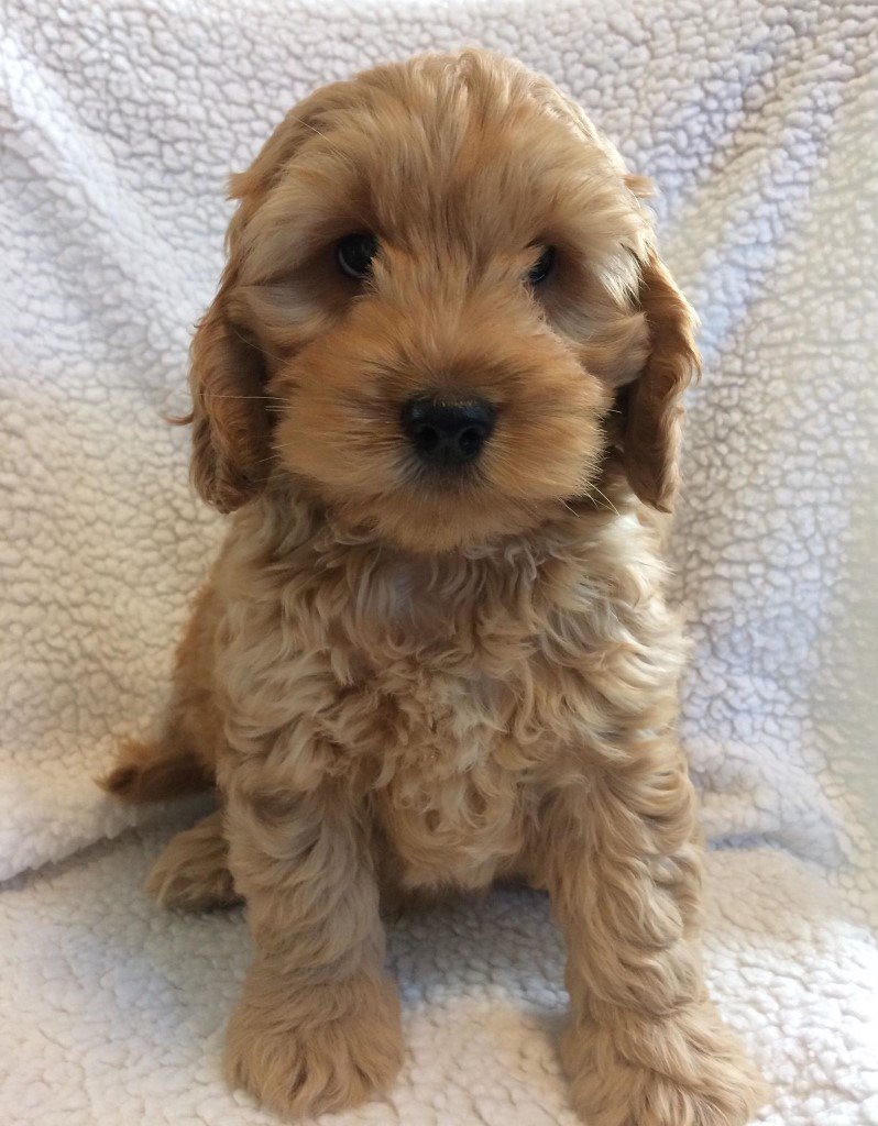 Download Red Cockapoo Puppies PRA clear | in Kidwelly, Carmarthenshire | Gumtree