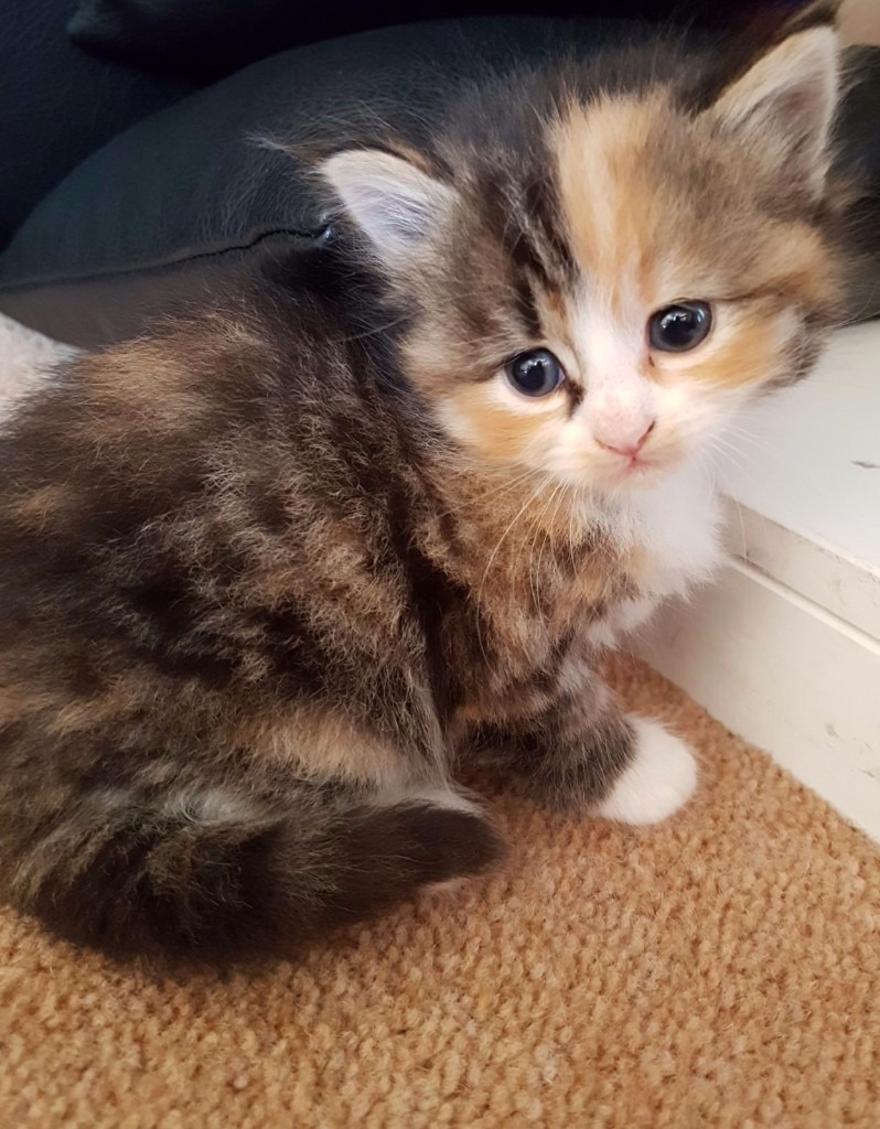 kittens for sale mother is half maine coon in Swindon
