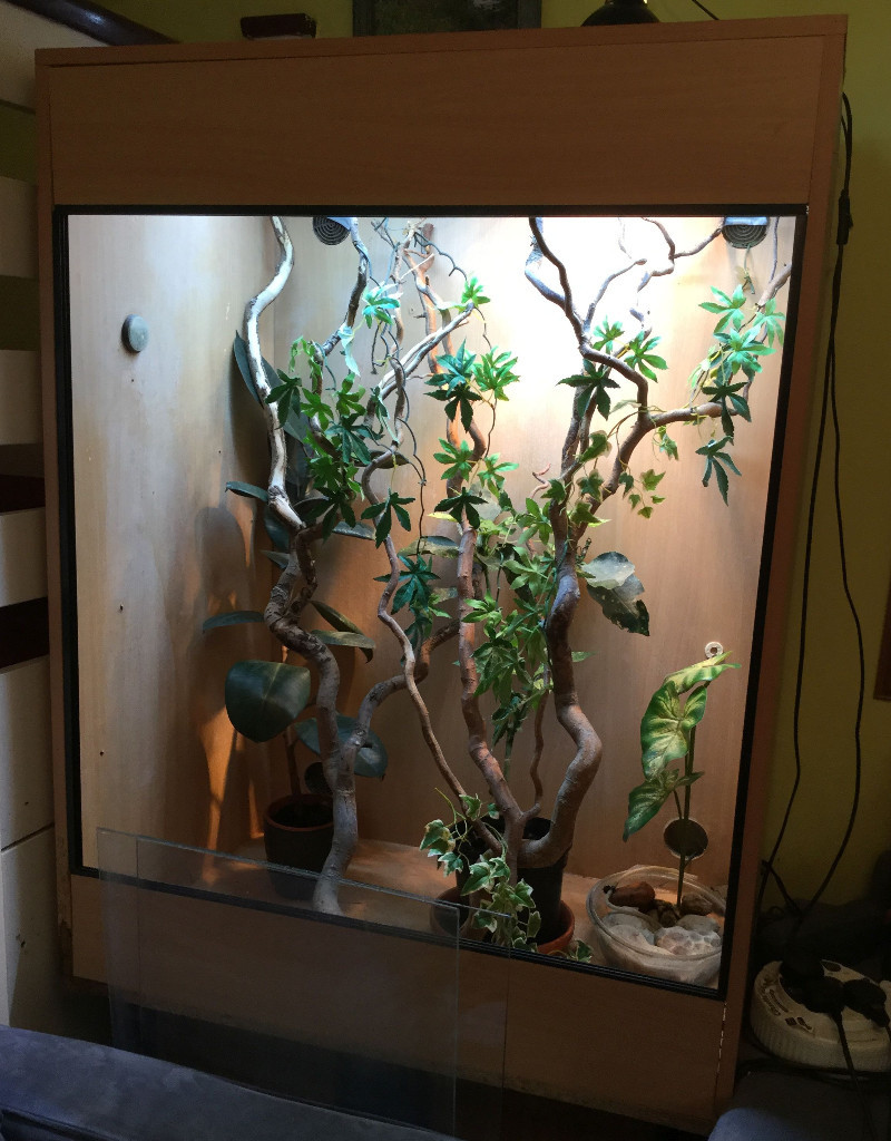 Vivarium for Chameleon in Abingdon, Oxfordshire Gumtree