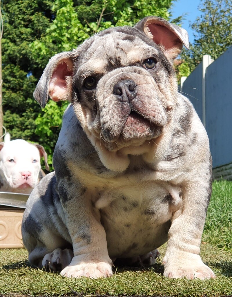 Miniature bulldogs puppies in Derby, Derbyshire Gumtree