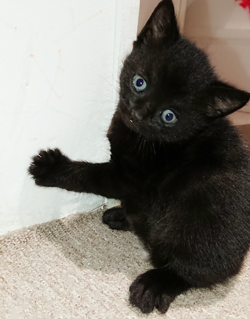9 weeks old beautiful kittens in East London, London Gumtree