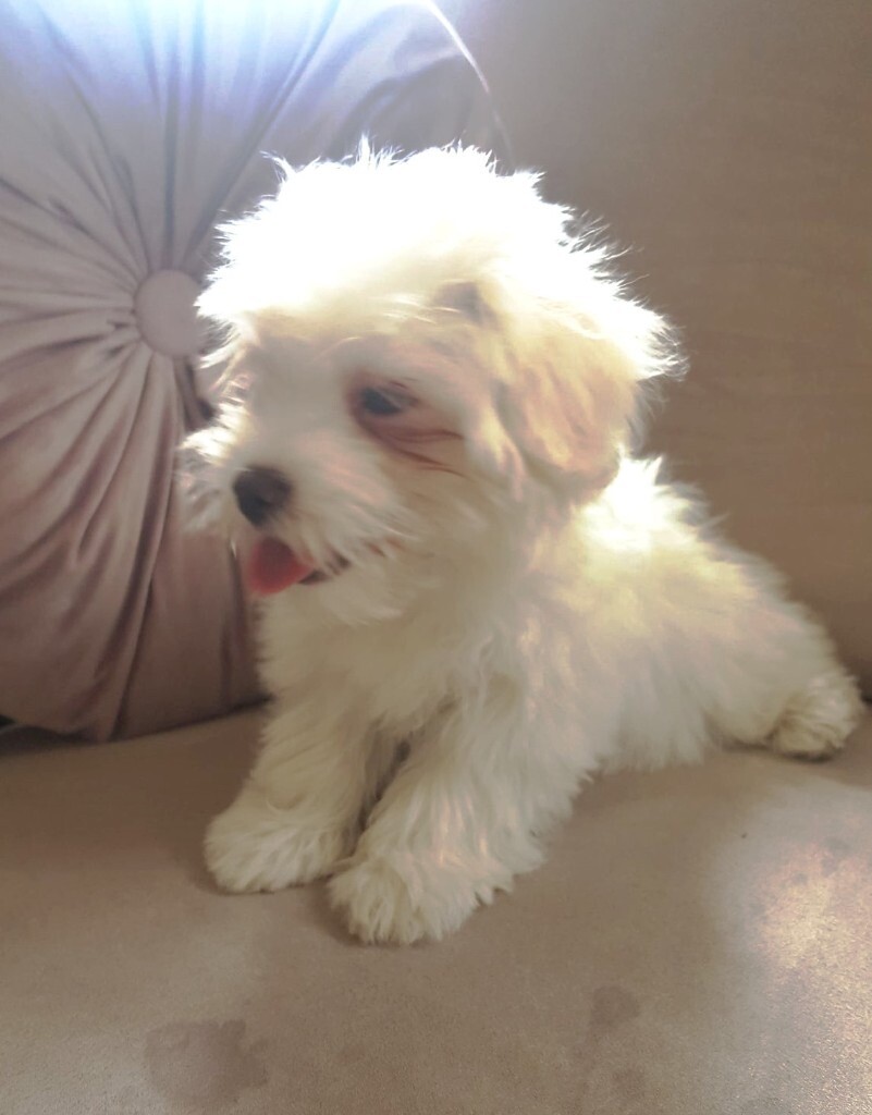 Maltese puppies in Newmarket, Suffolk Gumtree