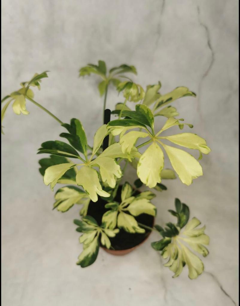 Schefflera 'Gerda' Umbrella Tree /plant in Cambridge