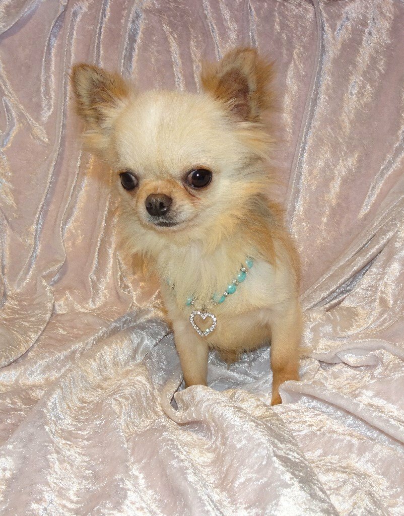 Xxxxxxxxs Exquisite Kc Registered Cream Long Haired Chihuahua