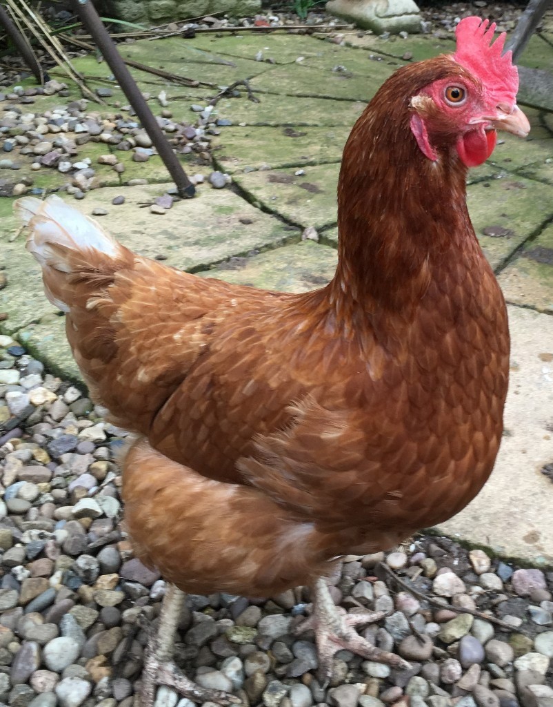 3 Chickens For Sale in Wigston, Leicestershire Gumtree