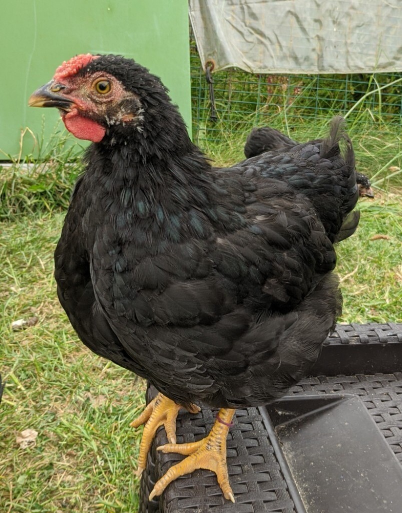 Black Wyandotte Bantam chicks in Newquay, Cornwall Gumtree