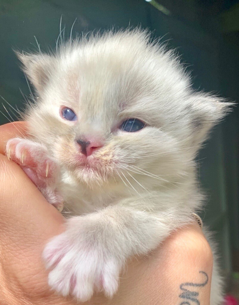 Ragdoll girl kitten in Lincoln, Lincolnshire Gumtree
