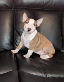 Short Haired Collie Pup For Sale In Newry County Down Gumtree