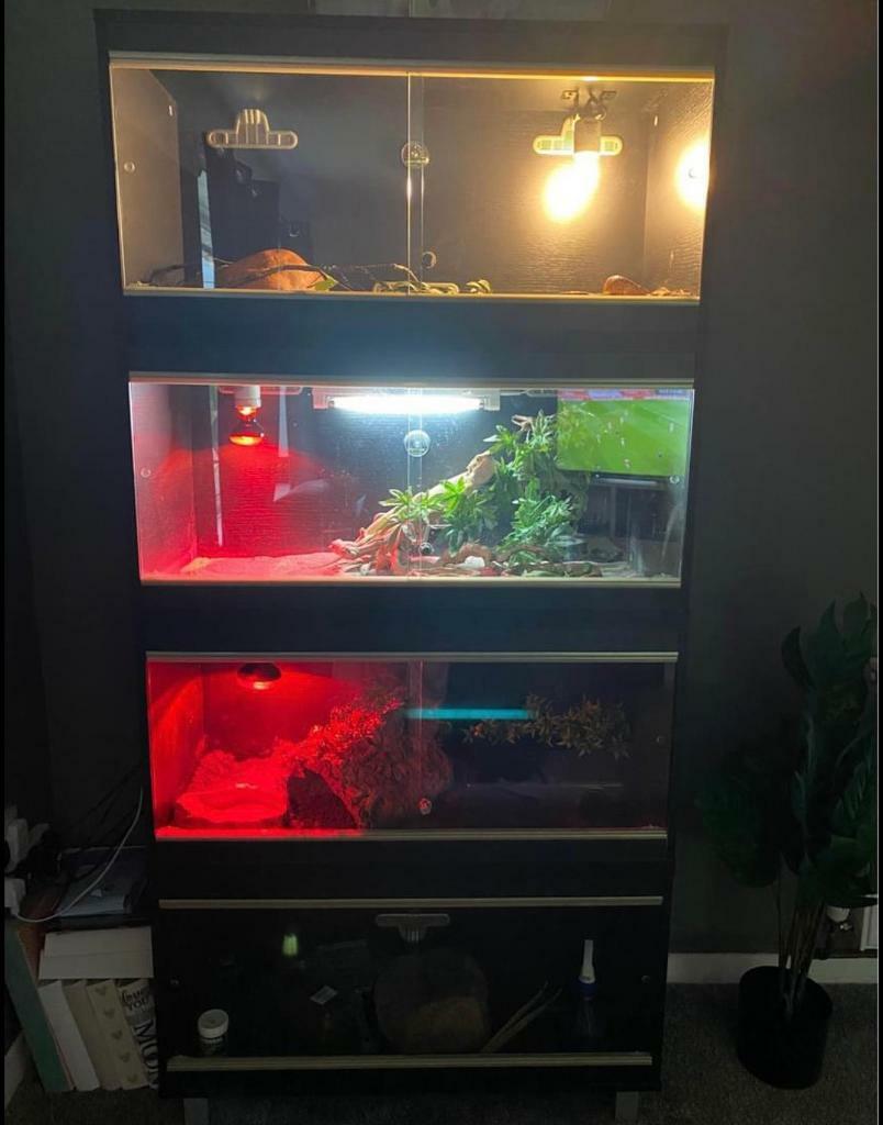 4 stackable vivariums *will sell separately* in York, North Yorkshire
