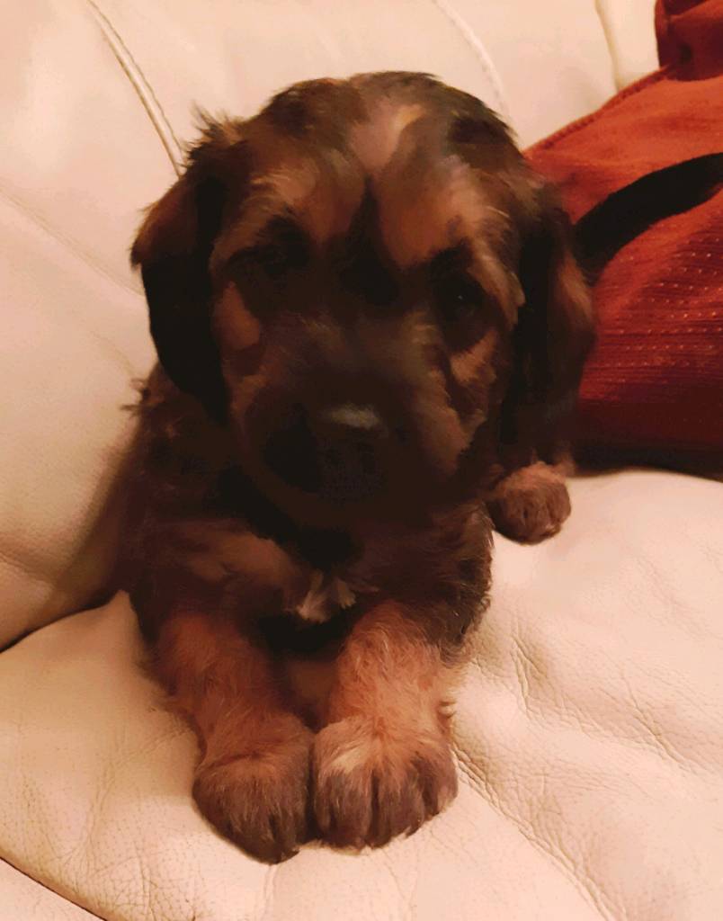 Border terrier cross poodle puppys in Herstmonceux, East Sussex Gumtree