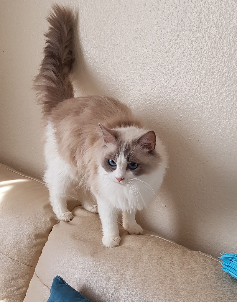 Lovely purebred pedigree Ragdoll kittens MUST GO NOW in Pathhead