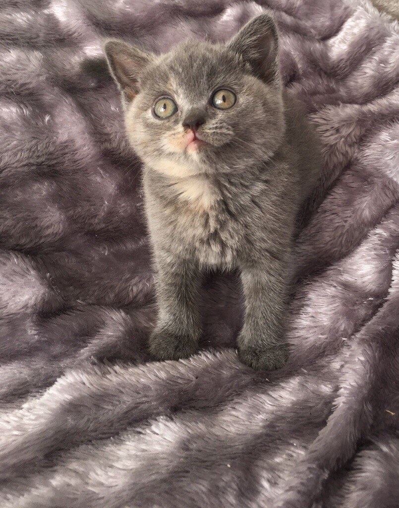British Shorthair Kittens Ready Now In Torpoint Cornwall Gumtree