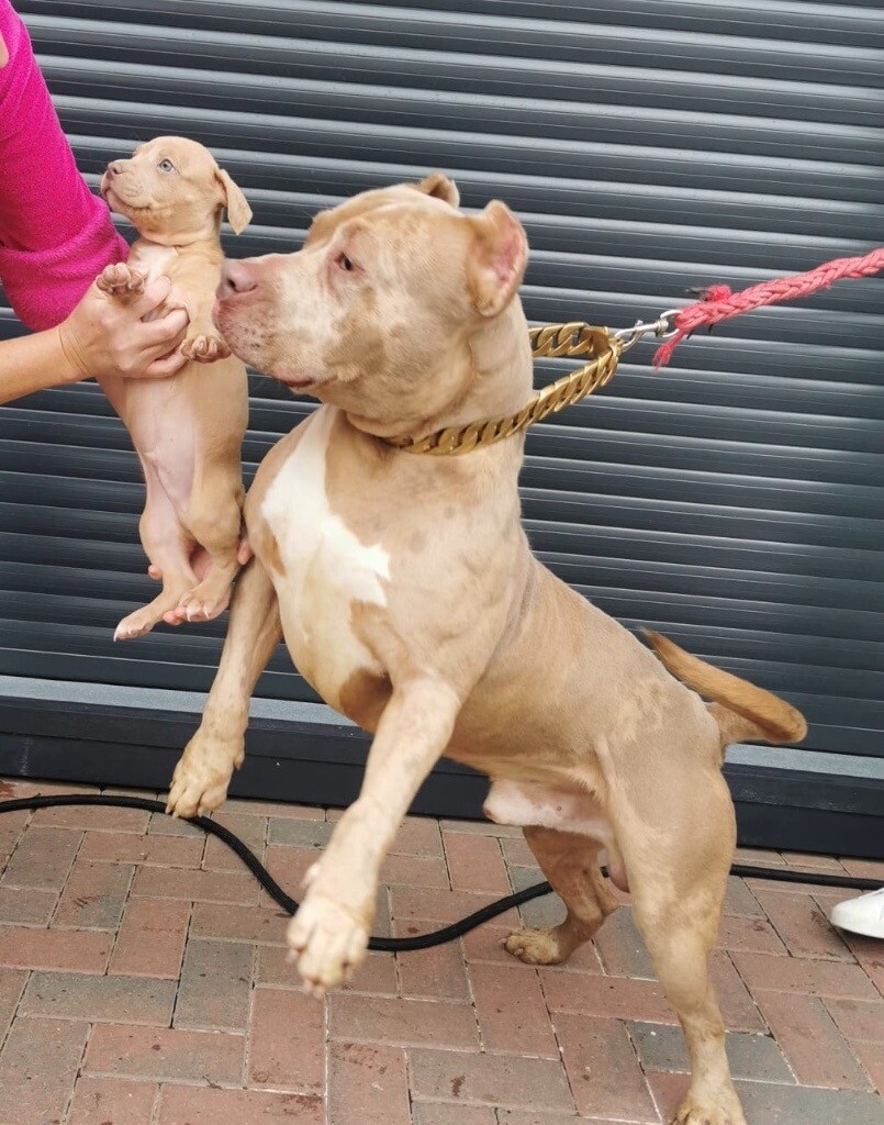 Xl bully puppies ABKC REG megabuilt bullies The Atermath Bloodlines