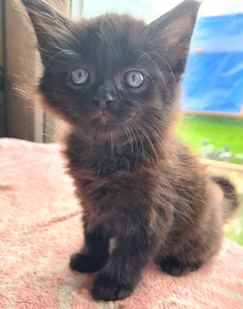 Adorable kittens for sale in Kingsbridge, Devon Gumtree