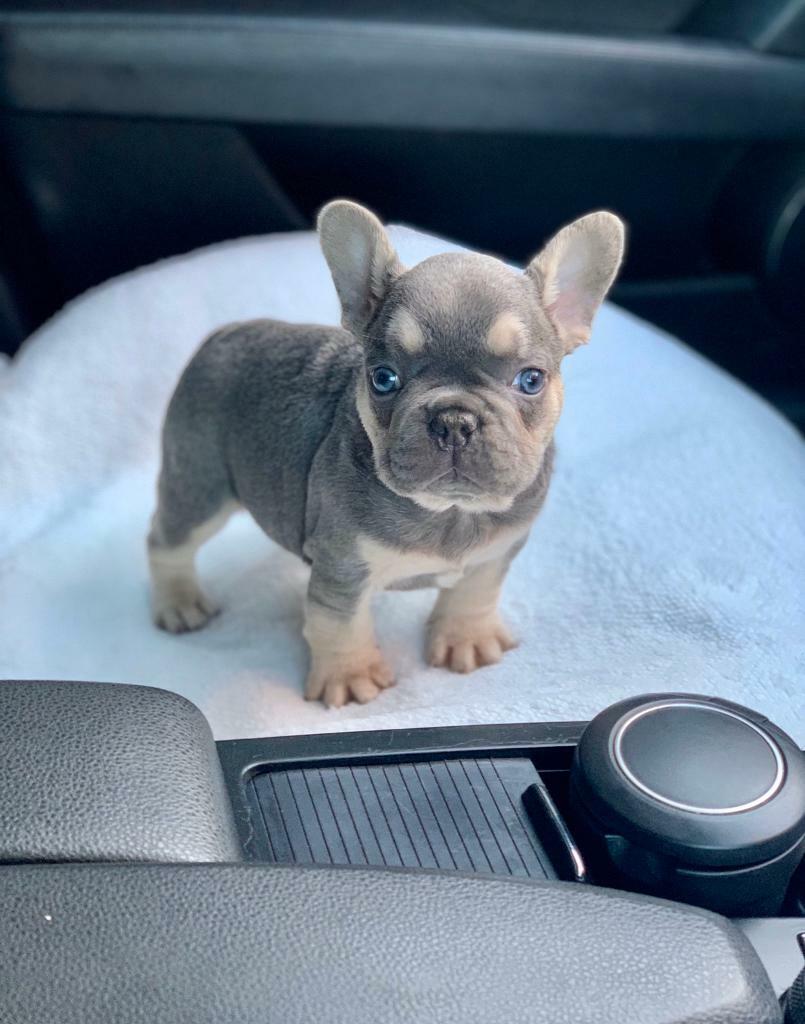 53+ Lilac Quad French Bulldog Picture Bleumoonproductions