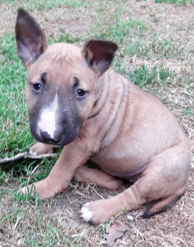 Quality English bull terrier pups for sale in Norwich