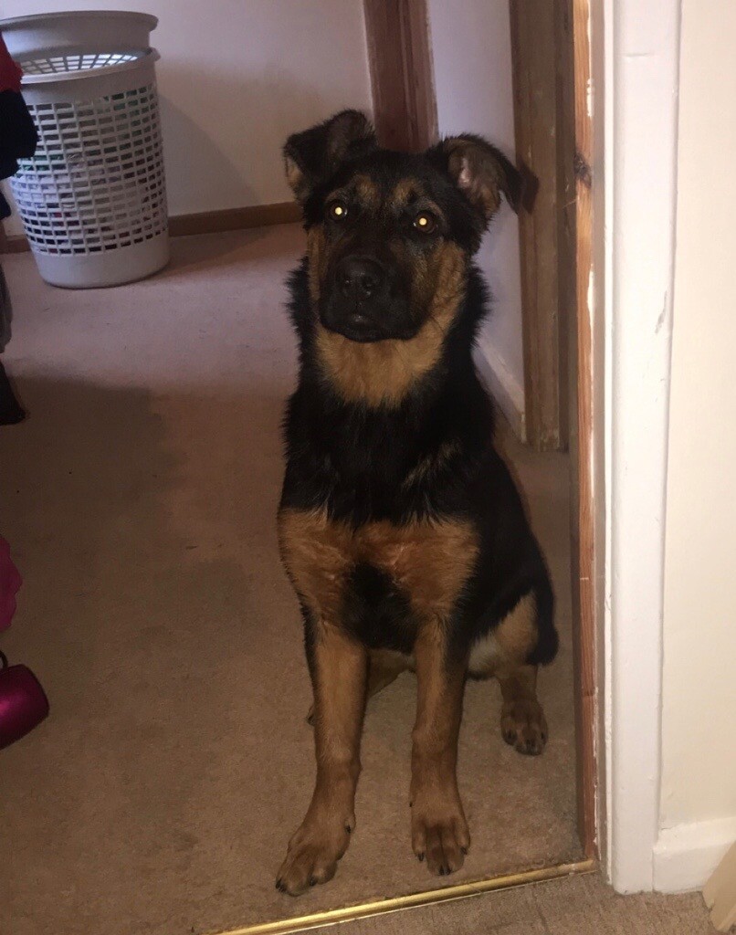 German shepherd X Rottweiler 8months girl puppy in Croydon, London Gumtree