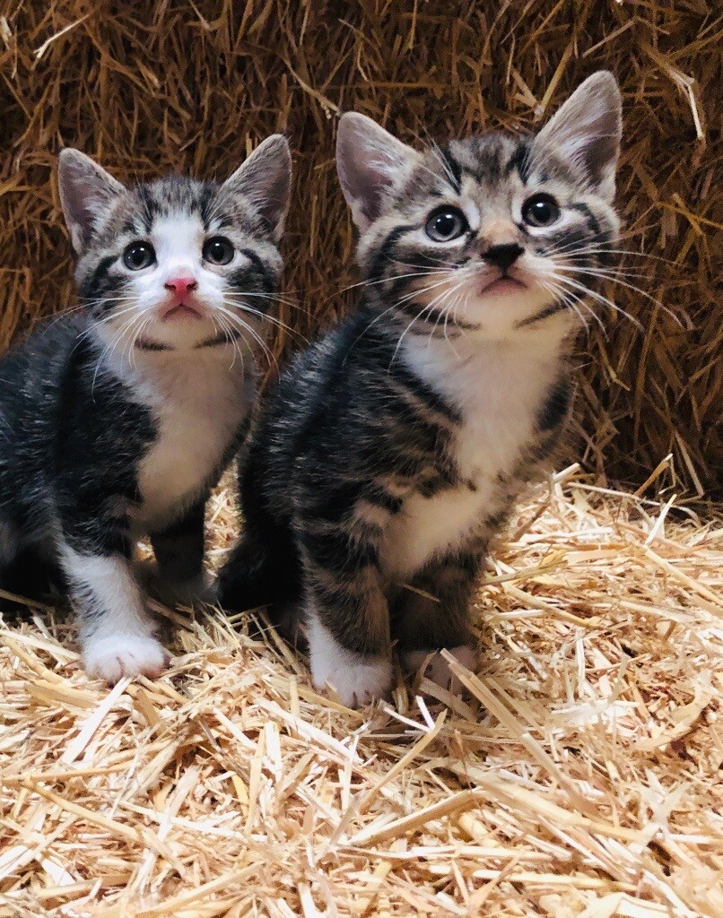 Kittens for sale in Kilmacolm, Inverclyde Gumtree