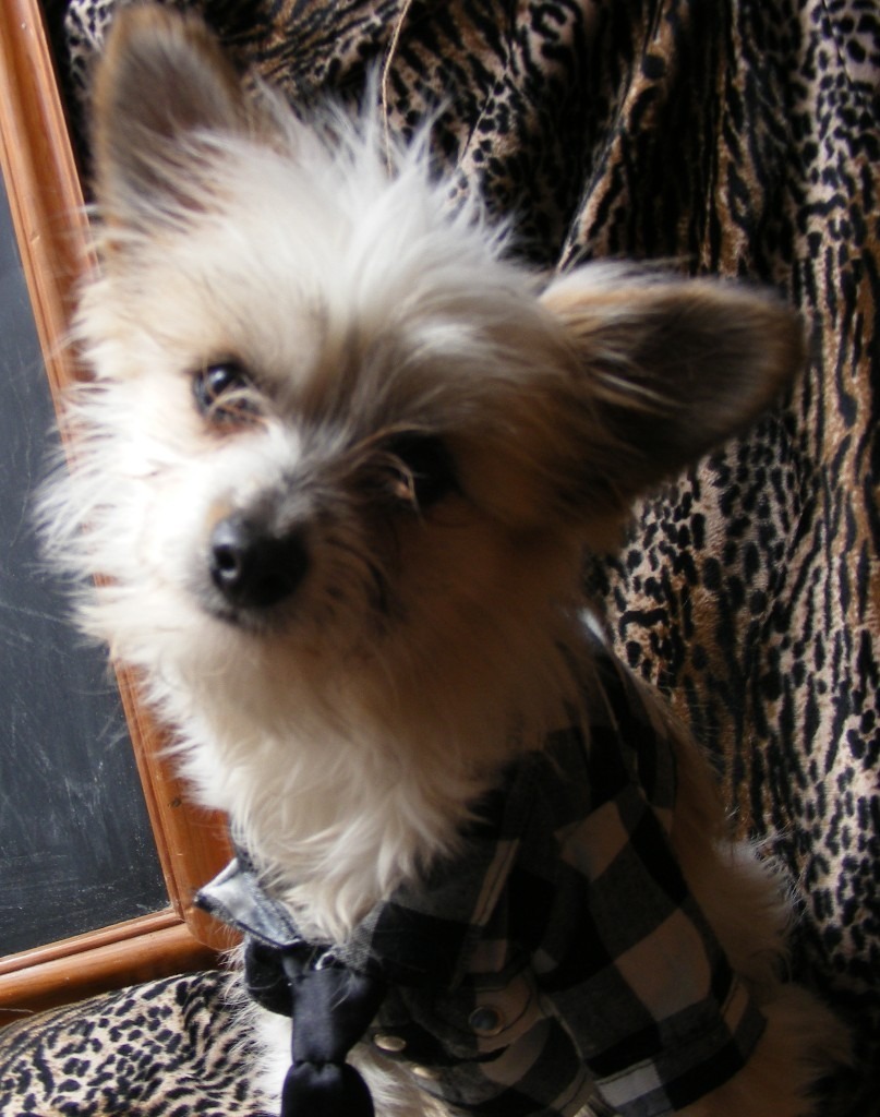 Chinese Crested Powder Puff X chihuahua Dog, 2 years old, £100 ono