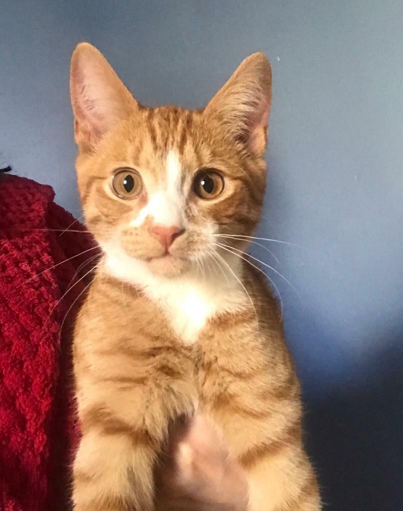 16 week kitten in Brighton, East Sussex Gumtree