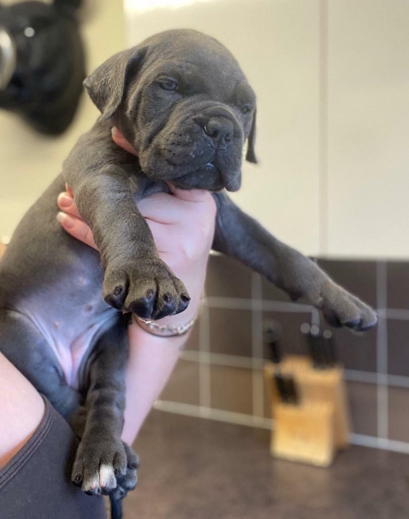 Blue Cane Corso Puppies Females Left Only In Colchester Essex Gumtree