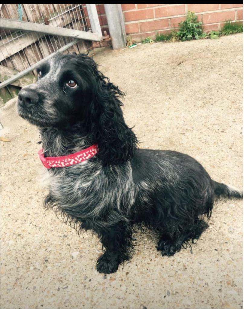 Cocker spaniel for sale in Lowestoft, Suffolk Gumtree