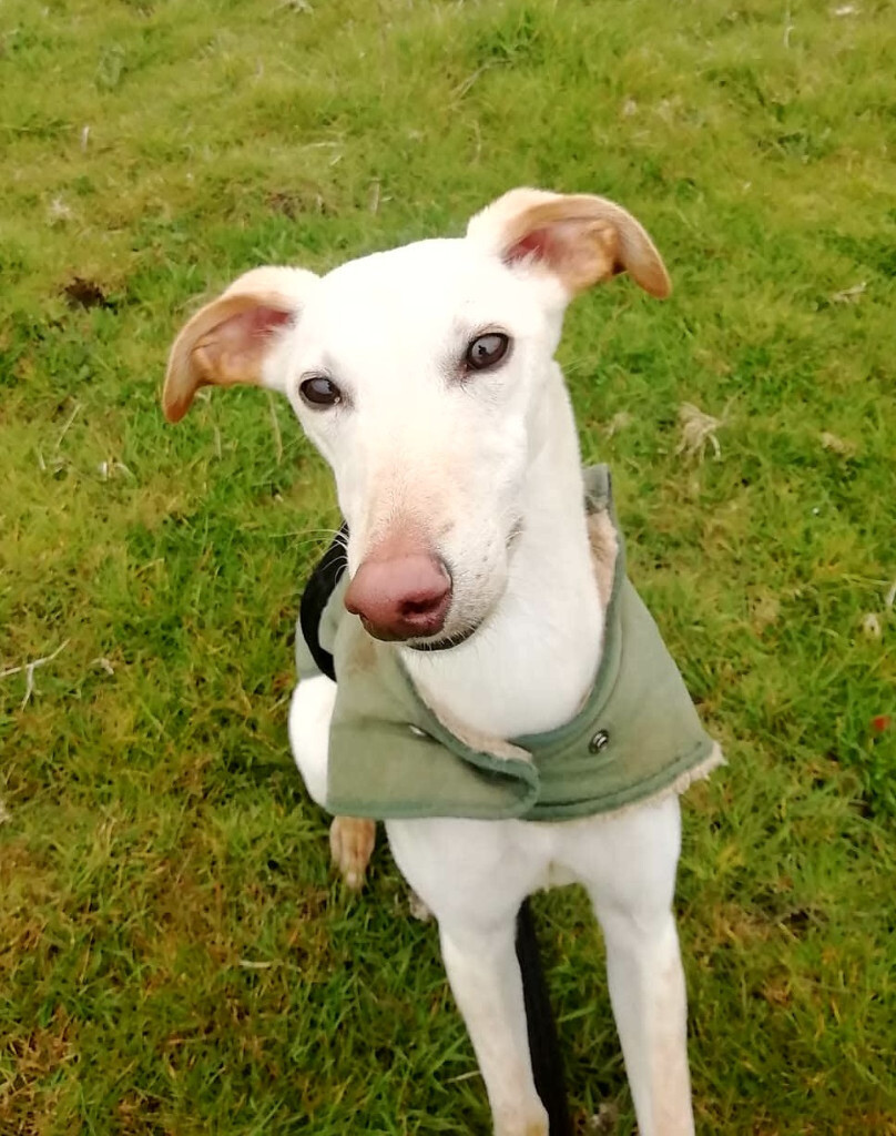 Whippet Puppies For Sale near me Baltimore, Maryland