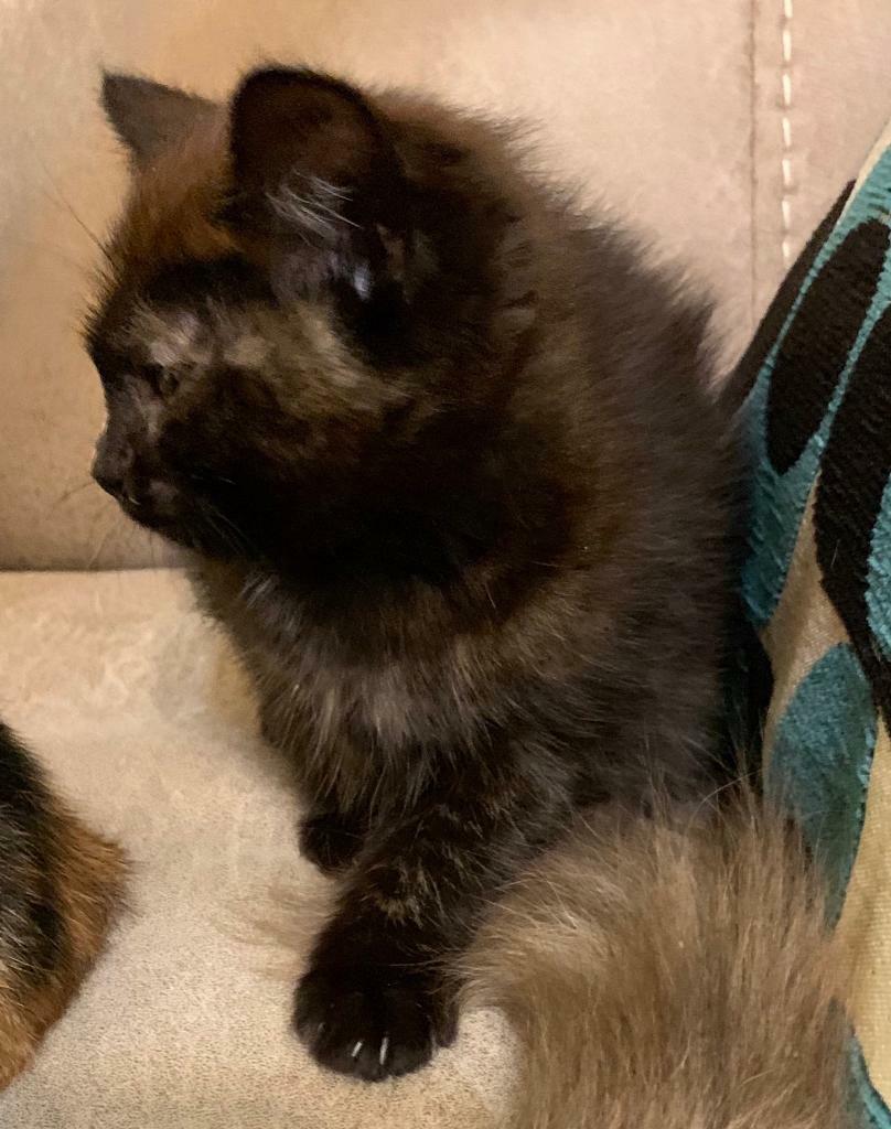 Beautiful Ragdoll X Burmese female kitten in Trafford, Manchester