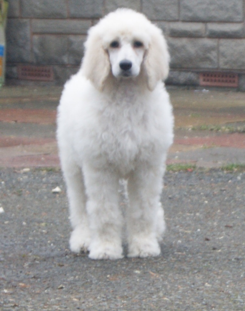 White Standard Poodle Boy Puppy For Sale in Builth Wells, Powys Gumtree