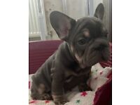 Big rope french bulldog bitch for sale