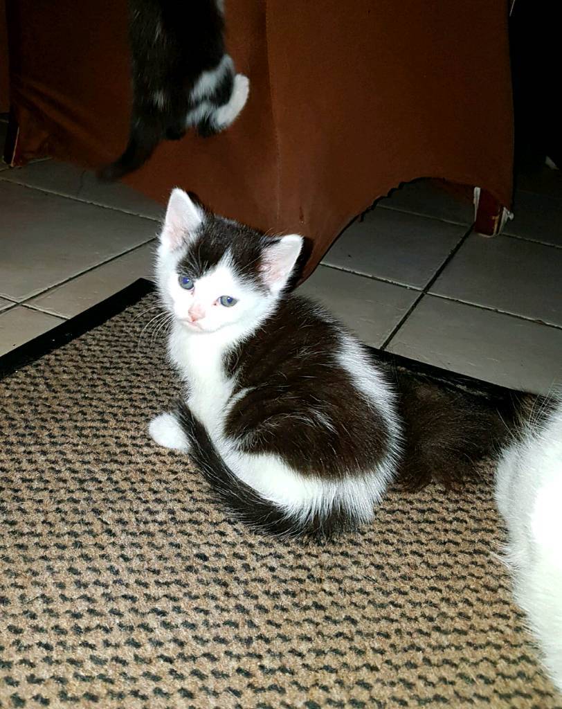 Siberian cross kittens in Northampton, Northamptonshire Gumtree