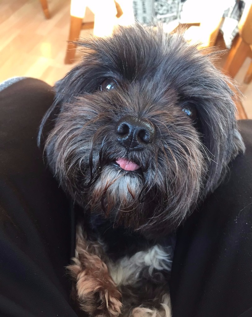 Lhasa Apso pup free to a good home in Buxton, Derbyshire Gumtree