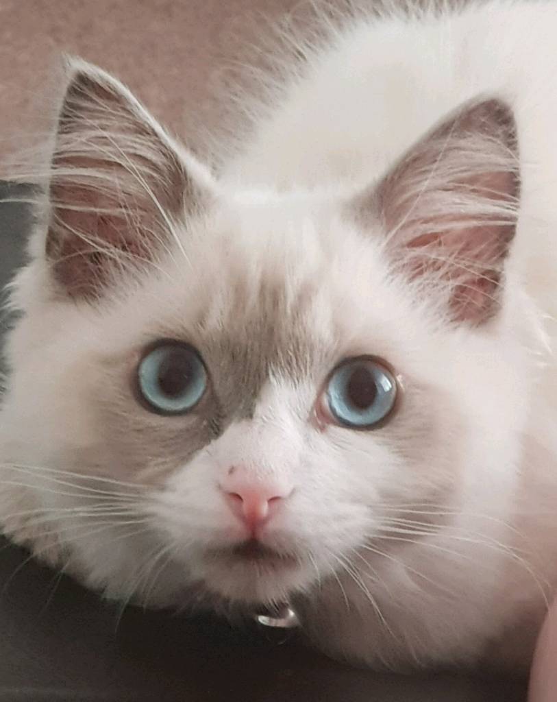 URGENT Pedigree Ragdoll kitten for sale (Reduced Price AGAIN) in