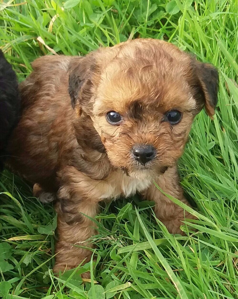 Lovely Jackapoo Puppies in Newton Abbot, Devon Gumtree