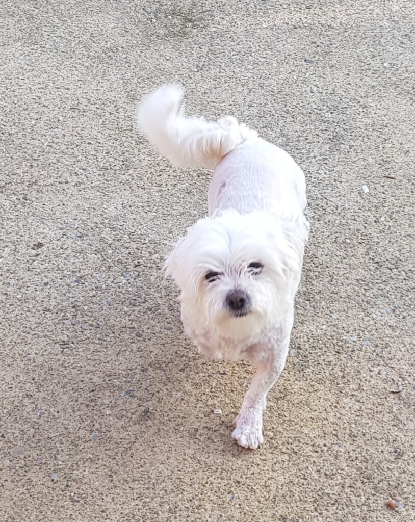 Female dog for sale in Londonderry, County Londonderry Gumtree