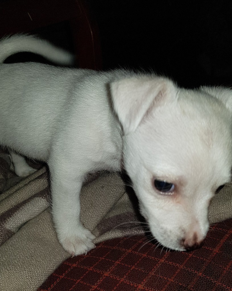 mixed breed little puppies for sale in Orpington, London