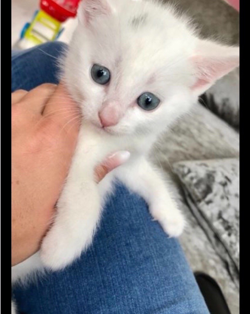 White kitten for sale - READY | in Chessington, Surrey | Gumtree