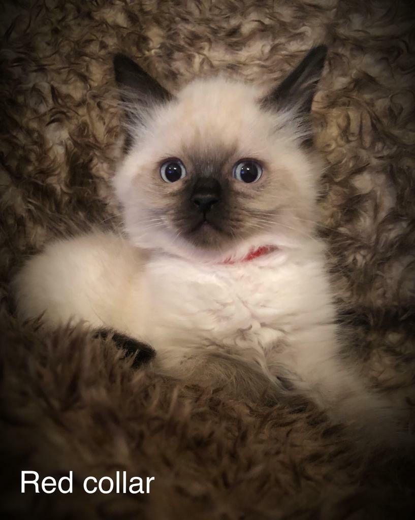 Pedigree ragdoll kittens for sale in Hucknall, Nottinghamshire Gumtree