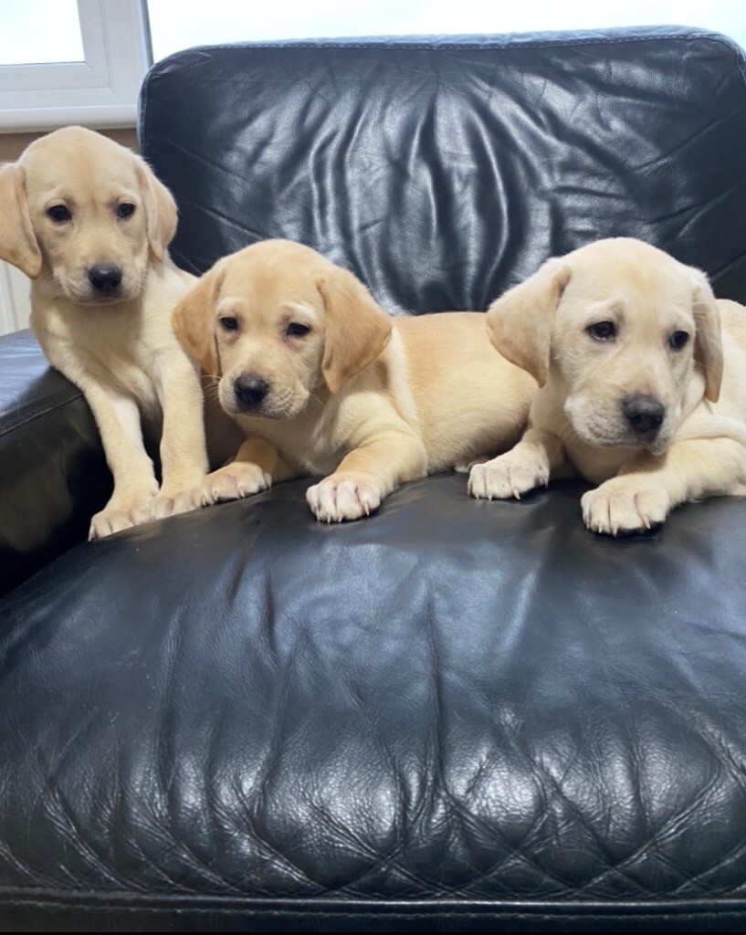 Golden Labrador puppy’s in Polmont, Falkirk Gumtree