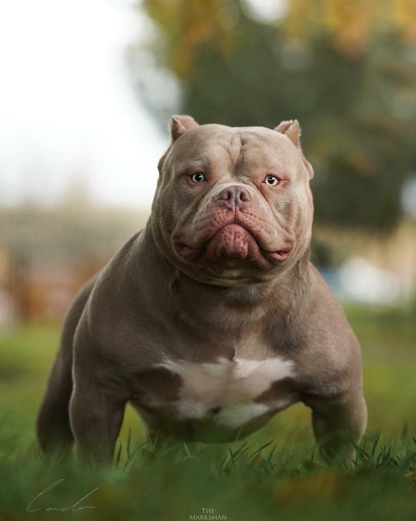 Pocket bully x frenchie | in Ashby-de-la-Zouch, Leicestershire | Gumtree