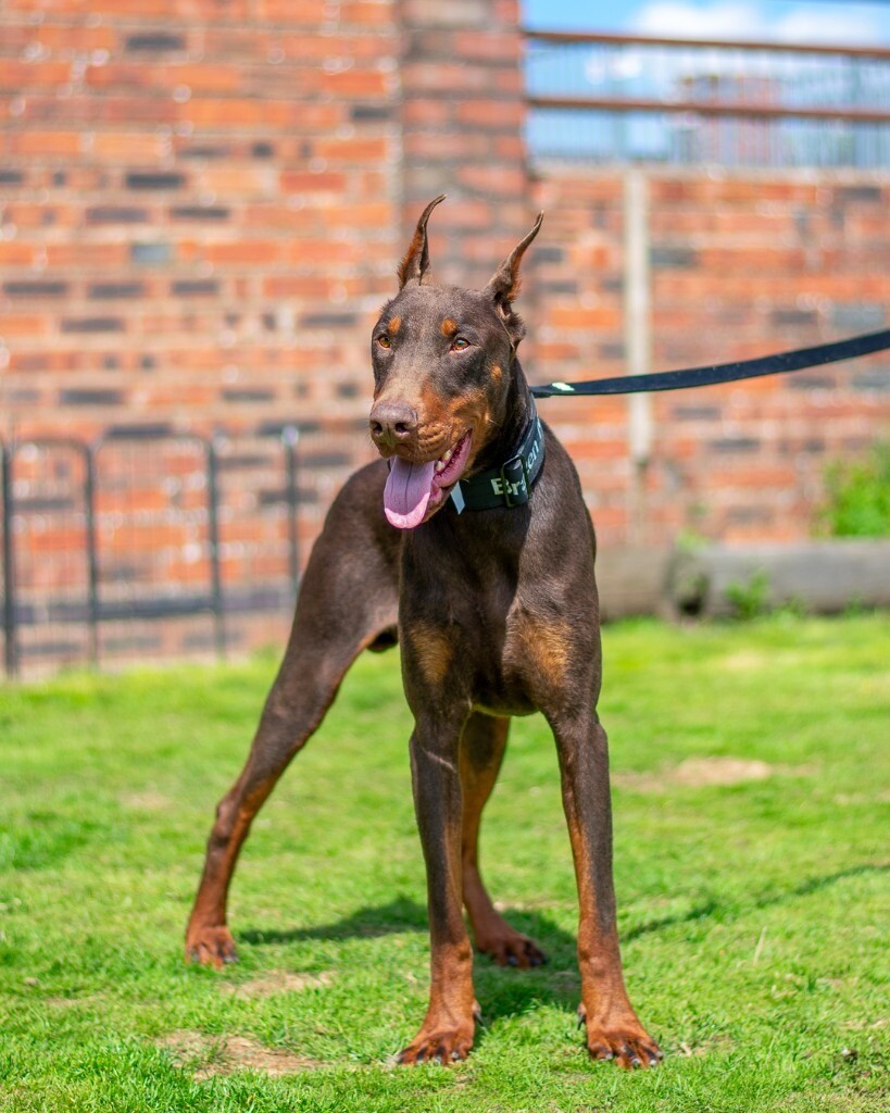 Chocolate Dobermann in Coventry, West Midlands Gumtree
