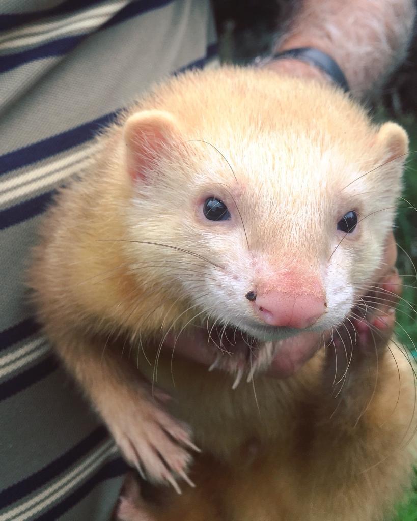 Ferret Kits in Bridgwater, Somerset Gumtree
