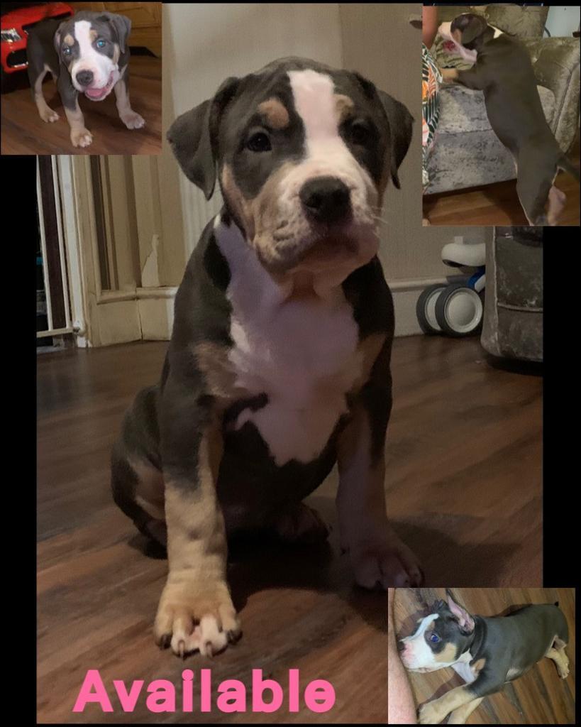 American Bully XL Top Pedigree ready to leave in Bournemouth, Dorset