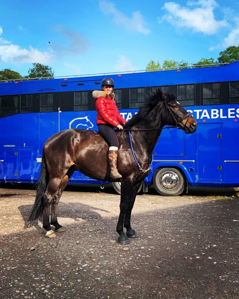17.3hh Dark Bay Irish Sports Horse