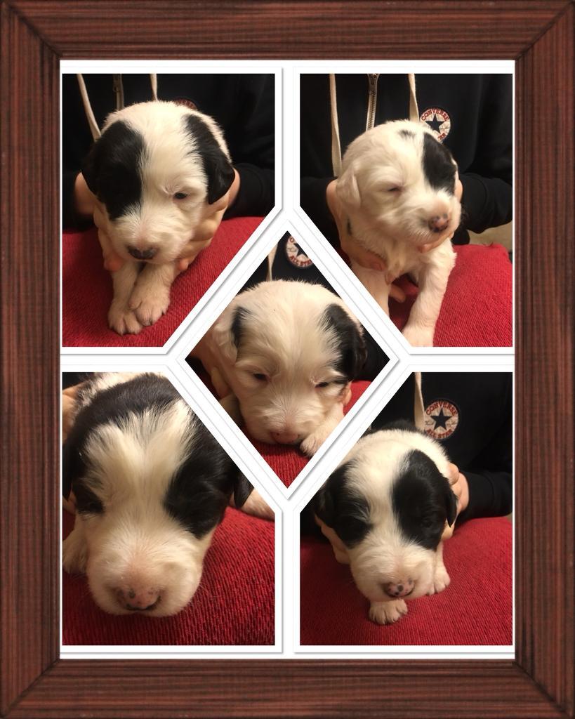 Old English Sheepdog x Border Collie in Lanark, South Lanarkshire Gumtree