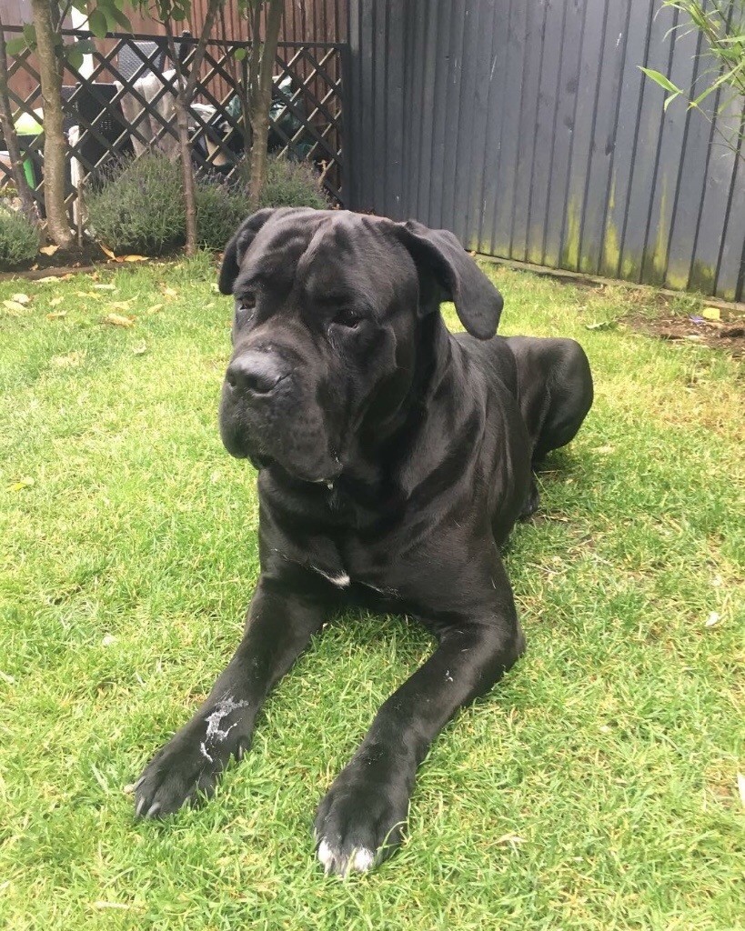 Male Cane Corso for sale in Witham, Essex Gumtree