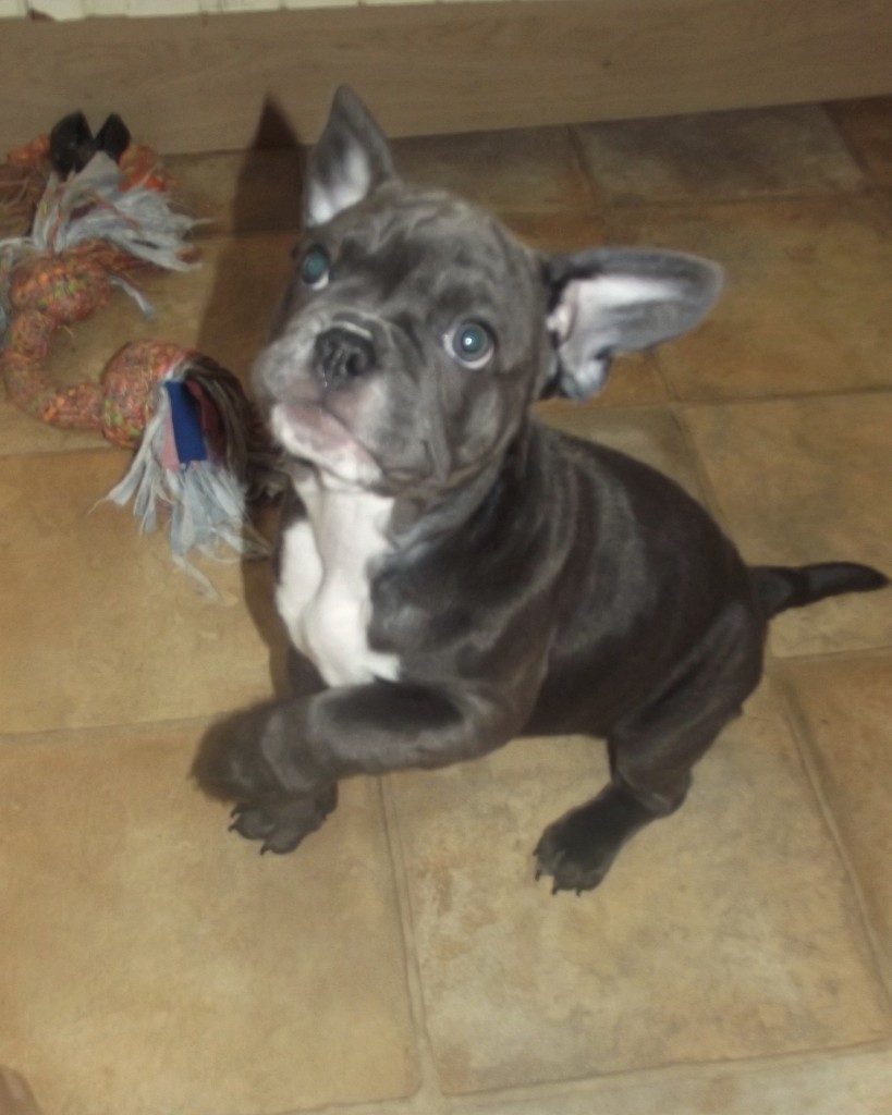 2 Stunning Quality Blue French Bulldog Puppies..PRICE DROP ...