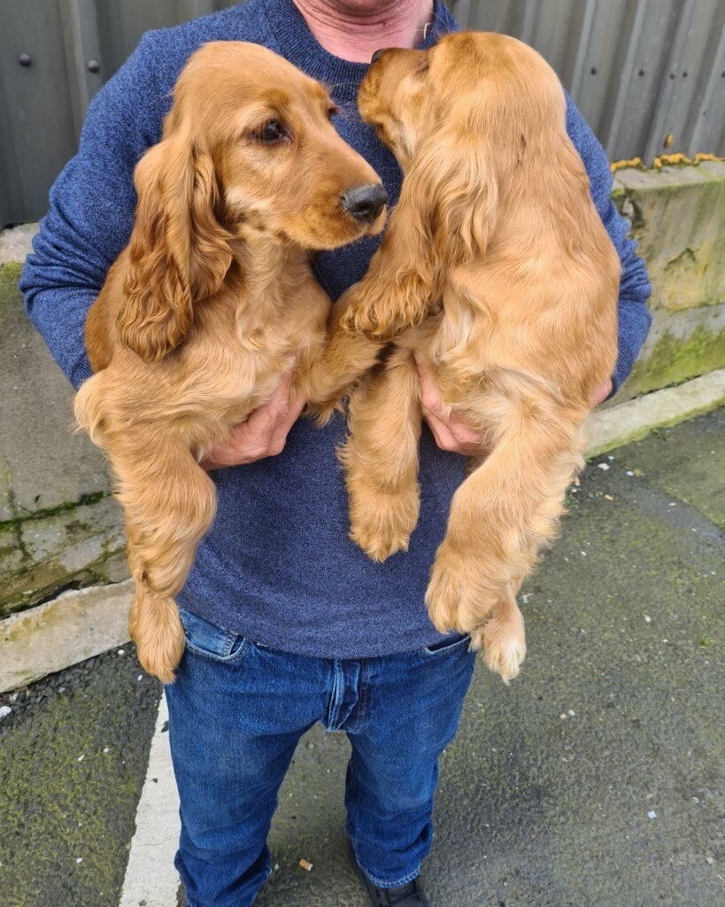 2 gold show tipe cocker spaniel puppies 1 boy available in Denny