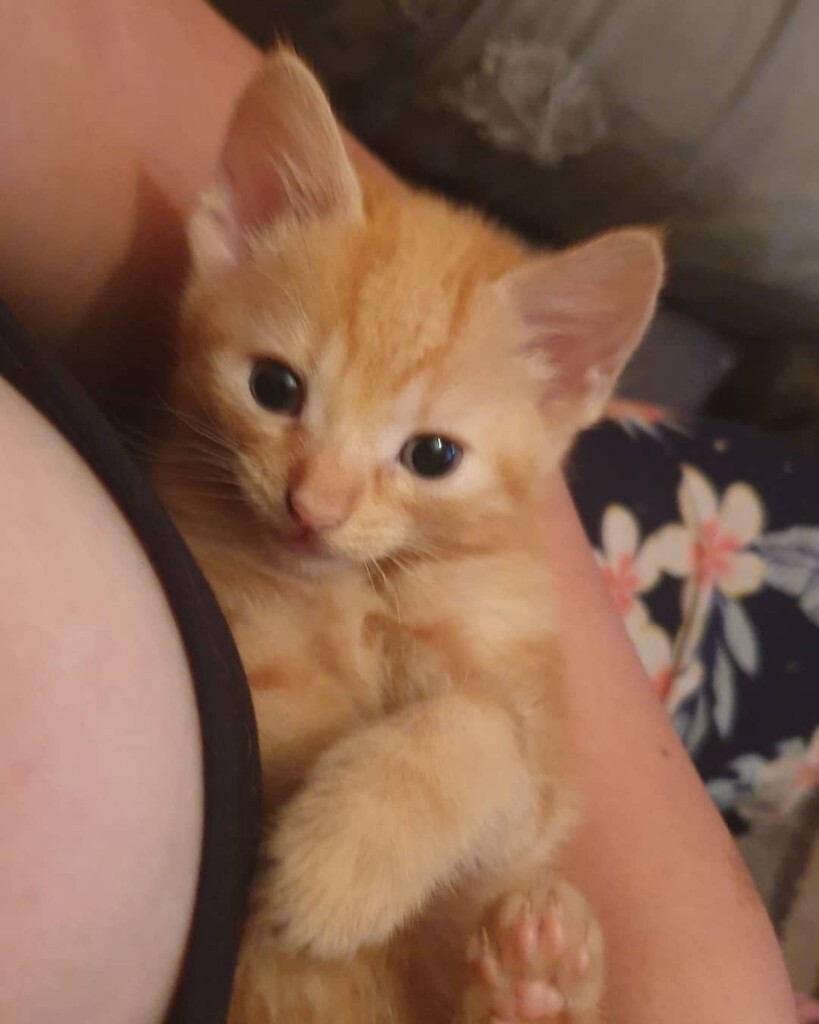 Ginger kittens in Bramley, West Yorkshire Gumtree